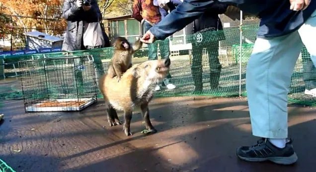 🦁 후쿠치야마시 동물원 (산단이케 라비하우스 동물원) 이미지 3